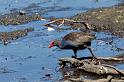 019 Yanchep NP, purperkoet